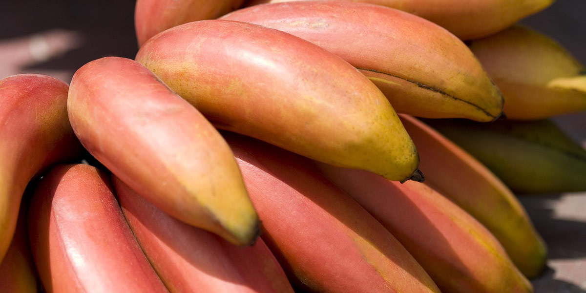 Banane rosse al sapore di lampone